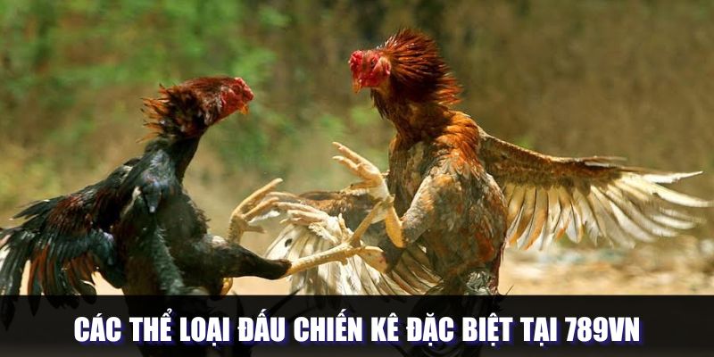 Các thể loại đấu chiến kê đặc biệt tại 789VN
