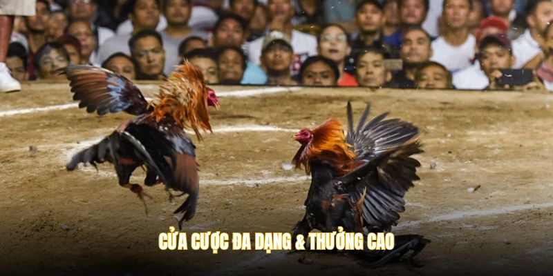 Cửa cược đa dạng & thưởng cao