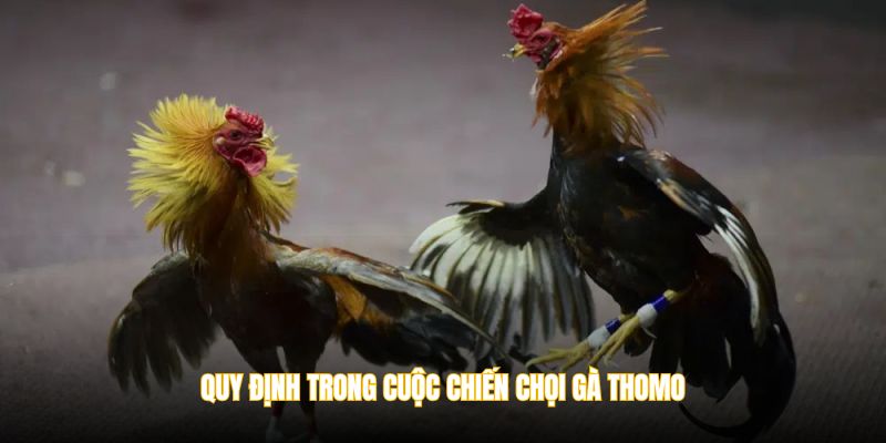 Quy định trong cuộc chiến chọi gà