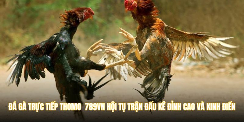 Đá gà trực tiếp Thomo hội tụ những trận đấu kê đỉnh cao và kinh điển