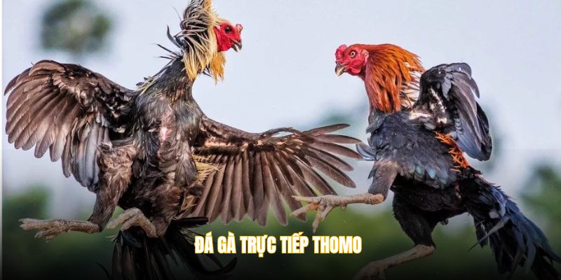 Đá gà trực tiếp Thomo