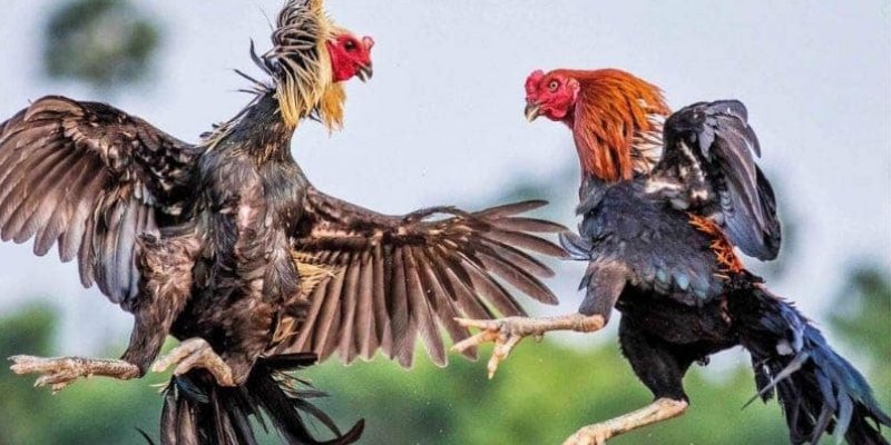 Giải đấu đỉnh cao quy tụ chiến kê xuất sắc hàng đầu
