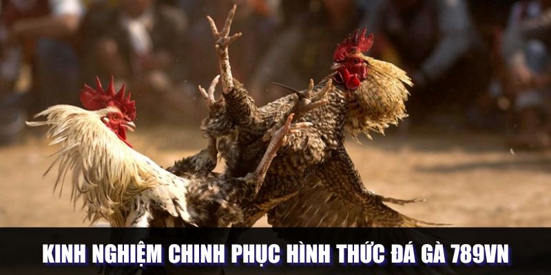 Kinh nghiệm chinh phục hình thức đá gà 789VN