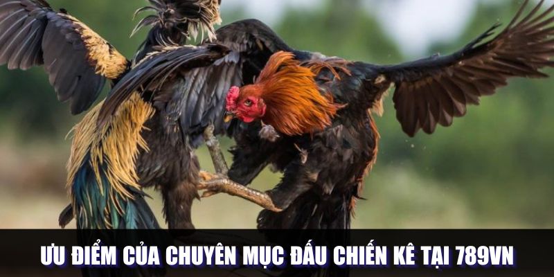 Ưu điểm của chuyên mục đấu chiến kê tại 789VN